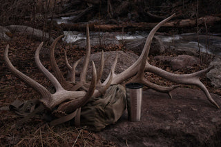 Elk rutting season