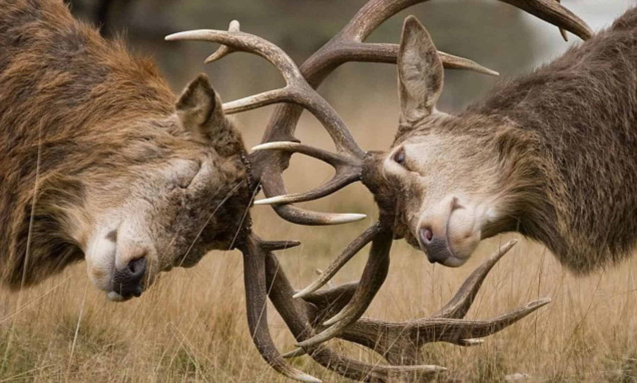 Understanding Deer Rut: When is Deer Rutting Season and What is The Ru ...