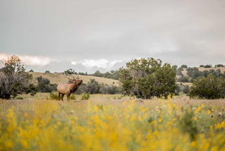 how to field dress an elk