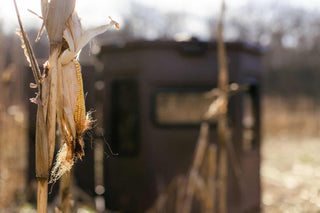 October Lull what is it. Focused image of ear of corn with blurred hunting blind in background