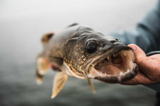 walleye recently caught picture from front of fish