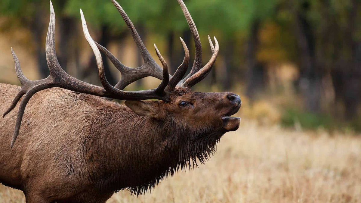 Elk Body Language What Sound Does An Elk Make: Understanding Their Calls – Grizzly Coolers